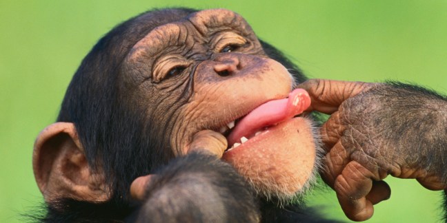 o-MONKEYS-PLAYING-facebook