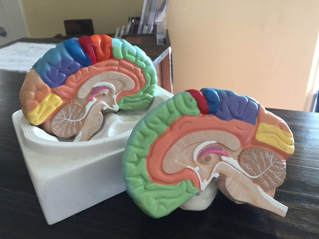 This image has an empty alt attribute; its file name is img-yoga-beautiful-brain.jpg